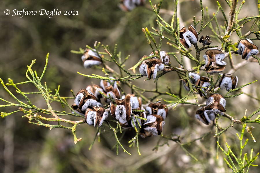 Tetraclinis articulata - Ginepro articolato